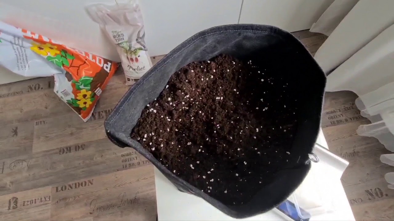 Mars Hydro Ts600 Co2.Odżywki 13 dzień Gorilla 🦍