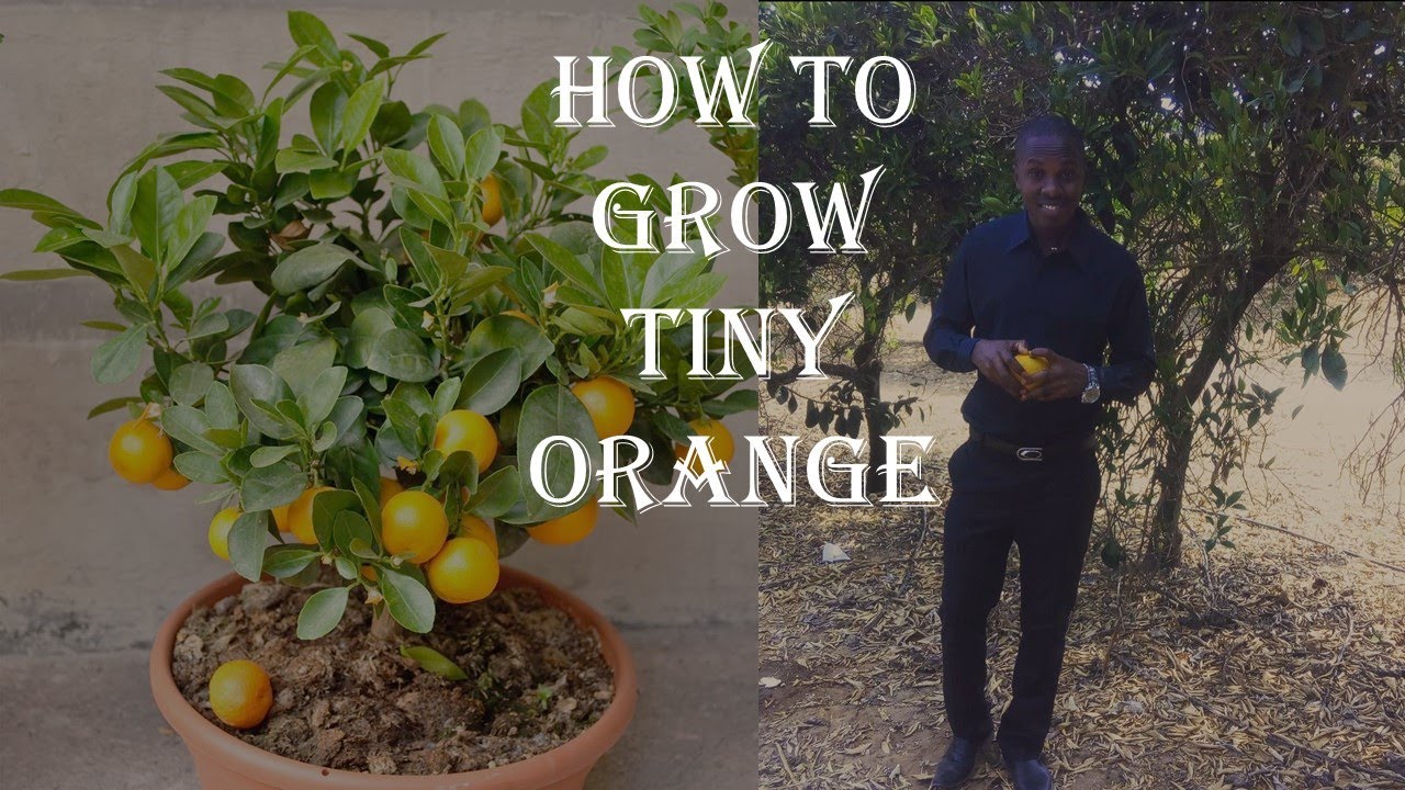 How to grow Little , Dwarf, Min Mandarin orange fruits|Fahamu kilimo cha Machungwa madogo.