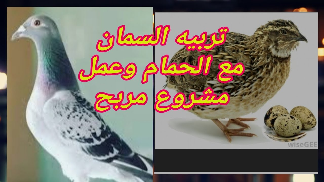 اشتريت سمان وهاربيه مع الحمام  بينظف الارضيات من الكلفه والحشرات وحط بيضه تحت الحمام  واعمل مشروع