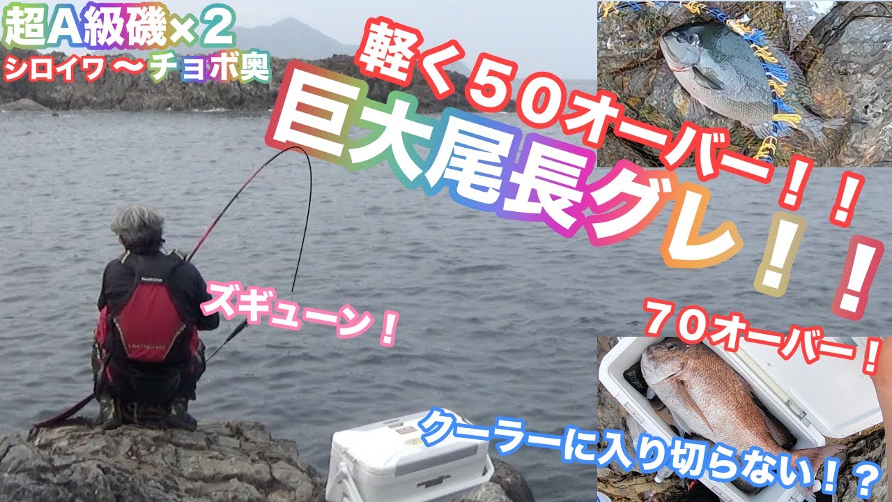巨大尾長グレ５５以上！！と70オーバーの巨大魚を磯釣りのフカセ釣りで釣り上げる！！