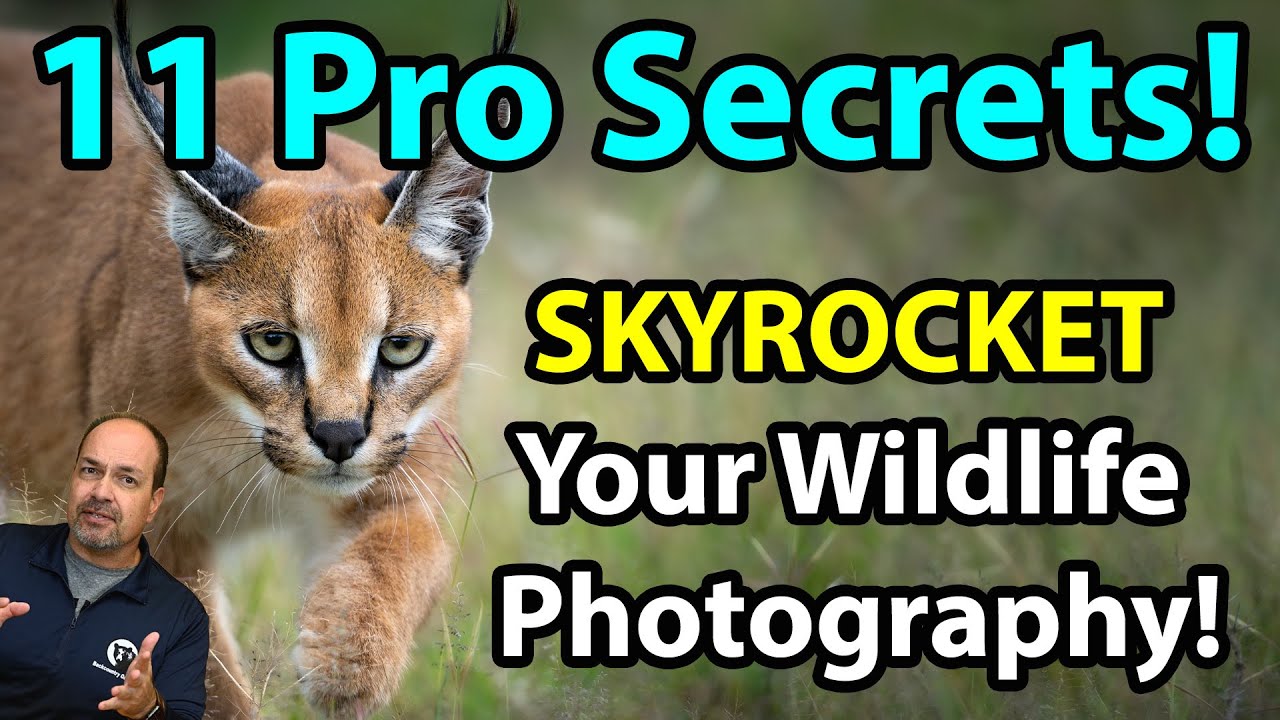 11 (QUICK!) Pro Secrets To Supercharge Your Wildlife Photography!