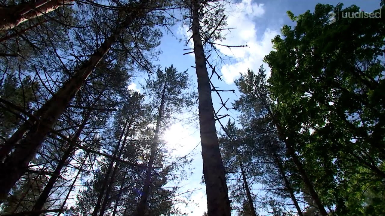 Mis on digimetsa projekt? Varsti on Eesti metsade info kõigile kättesaadav