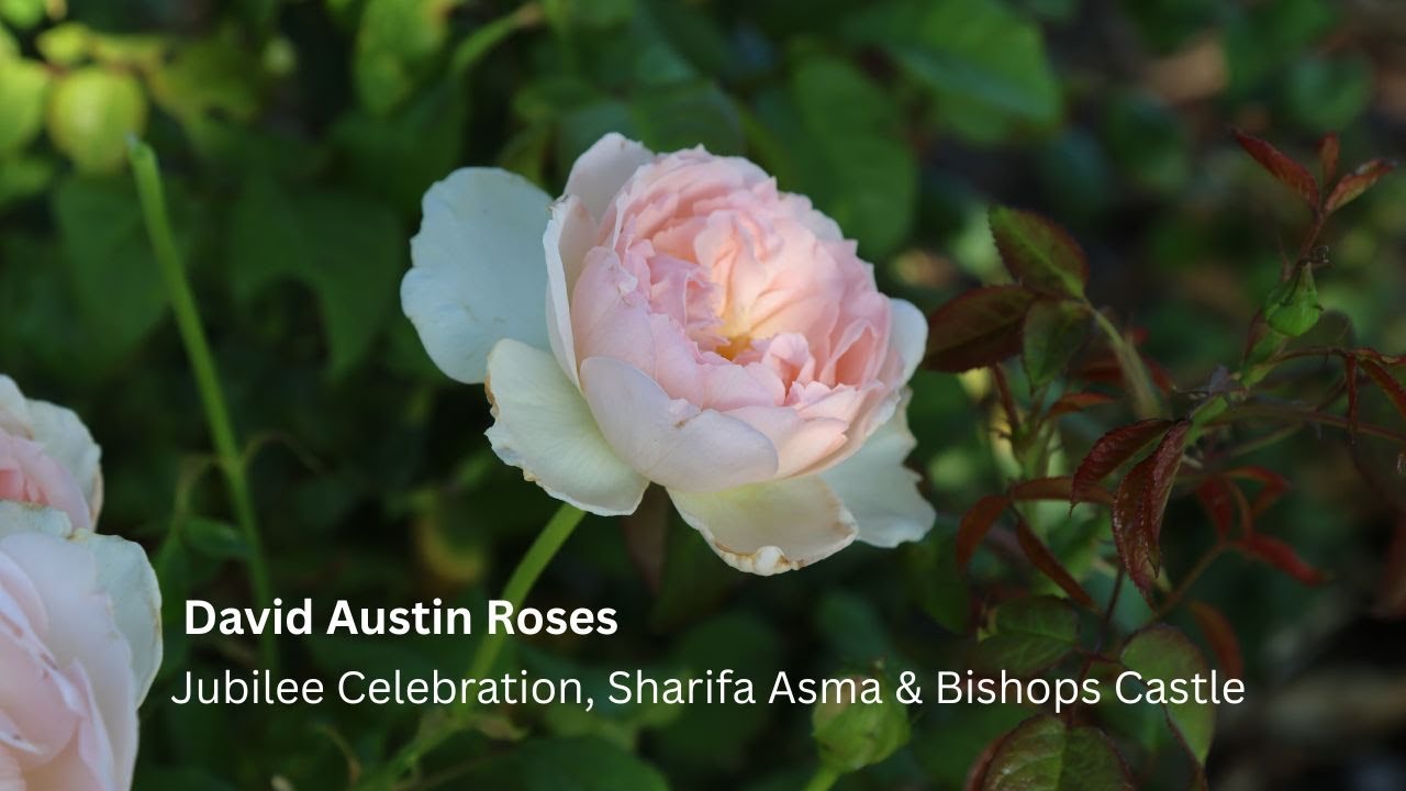The most beautiful David Austin Roses | Jubilee Celebration, Sharifa Asma & Bishops Castle