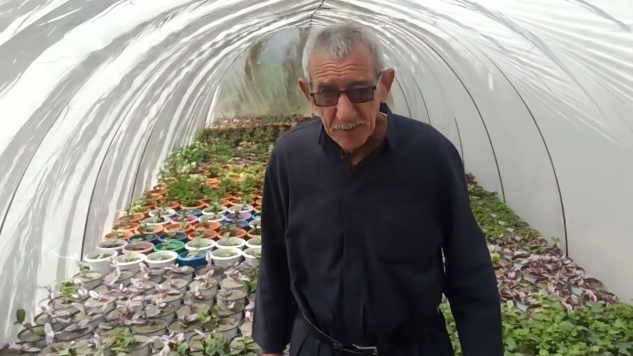 نصائح زراعية هامة تعرفوا على أسرار الزراعة مع السيد عبيس الحطاب صاحب واحد من أقدم المشاتل في بابل