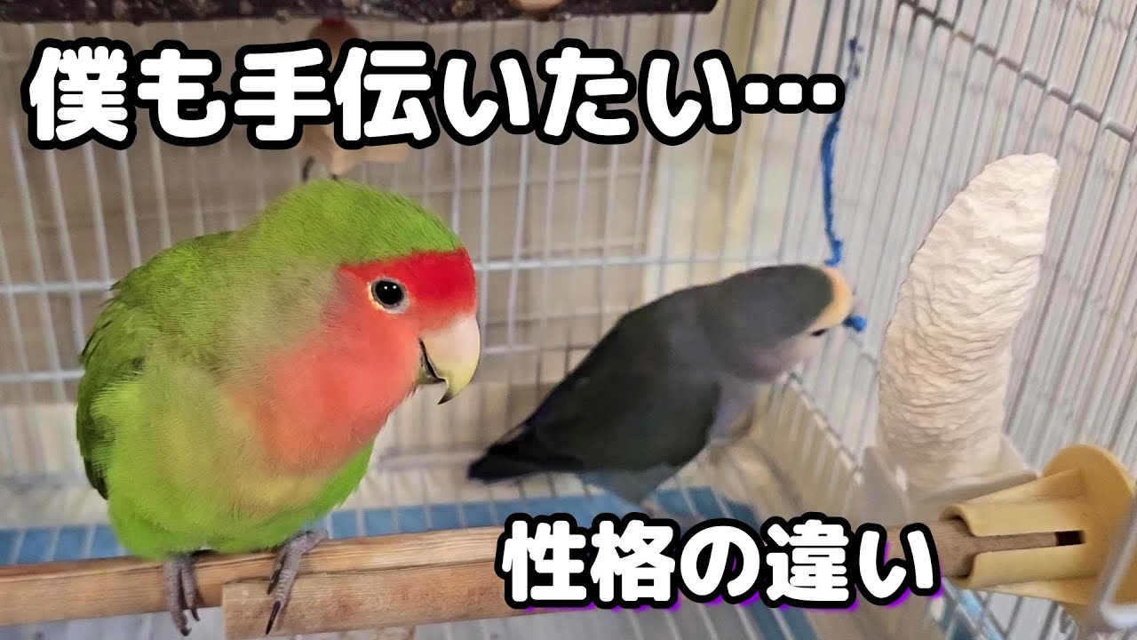 【性格と行動が違うコザクラインコ達】#コザクラインコ#インコ#lovebirds