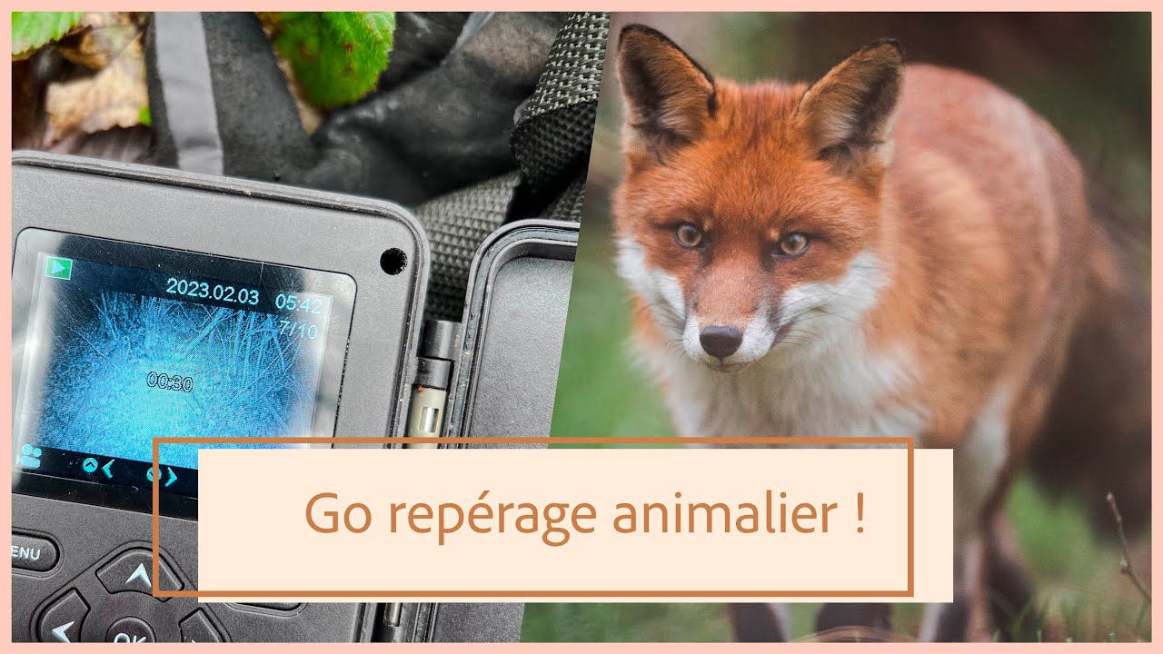 Comment faire du REPÉRAGE - Terrier de RENARD ! Vlog animalier #4