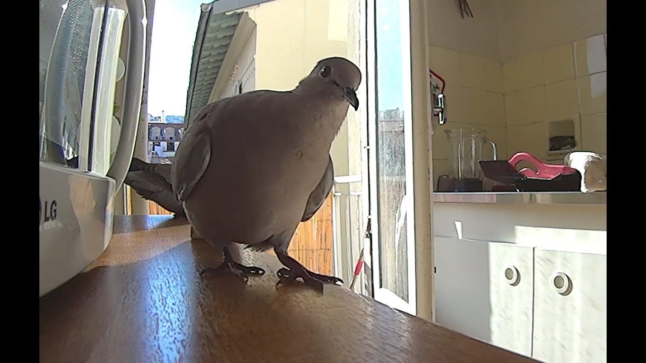 Des oiseaux dans Ma Cuisine ! (tourterelles) Sony Action Cam