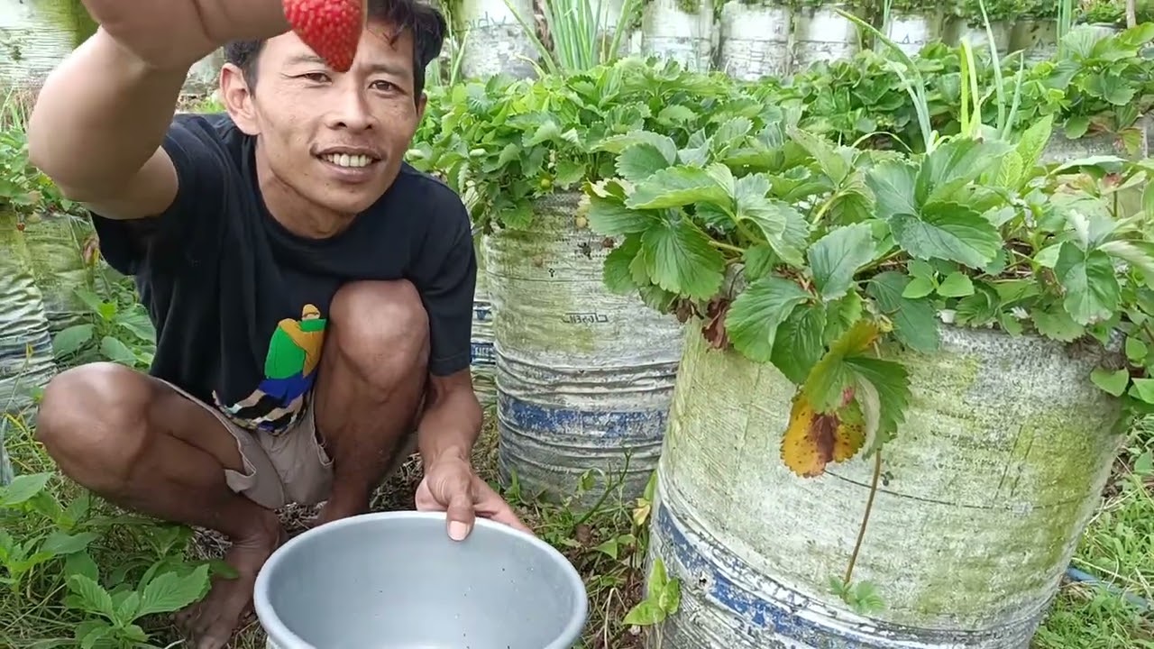 Asem seger||Metik buah strawberry langsung dari pohonnya 🍓😋