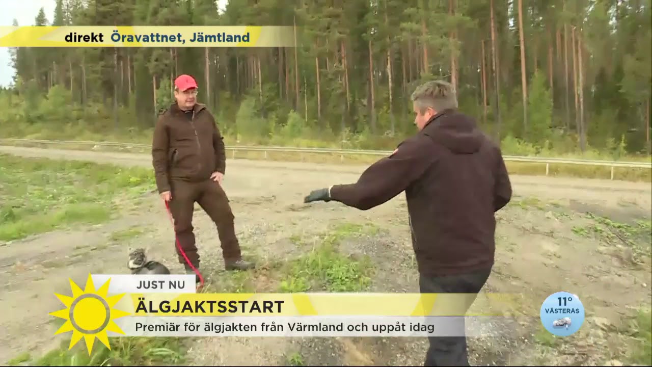 &rdquo;Jag &auml;r en j&auml;ttestor djurv&auml;n &ndash; men man m&aring;ste skjuta av &auml;lg s&aring; &auml;r det bara&rdquo; - Nyhetsmorgon (TV4)