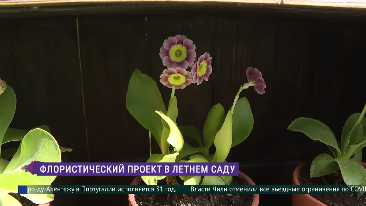 Театр Primula auricula: флористический проект в Летнем саду