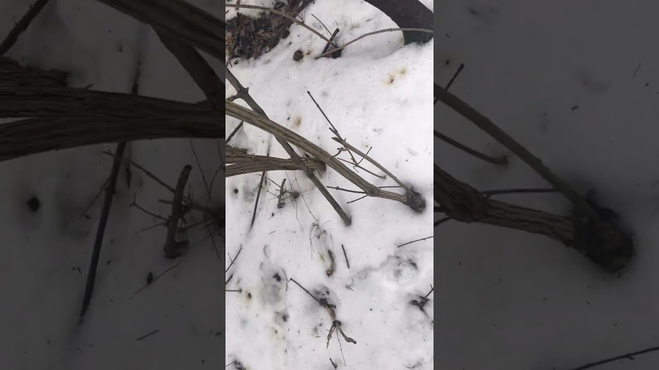 Winter woods walk part 2.. is it still here??