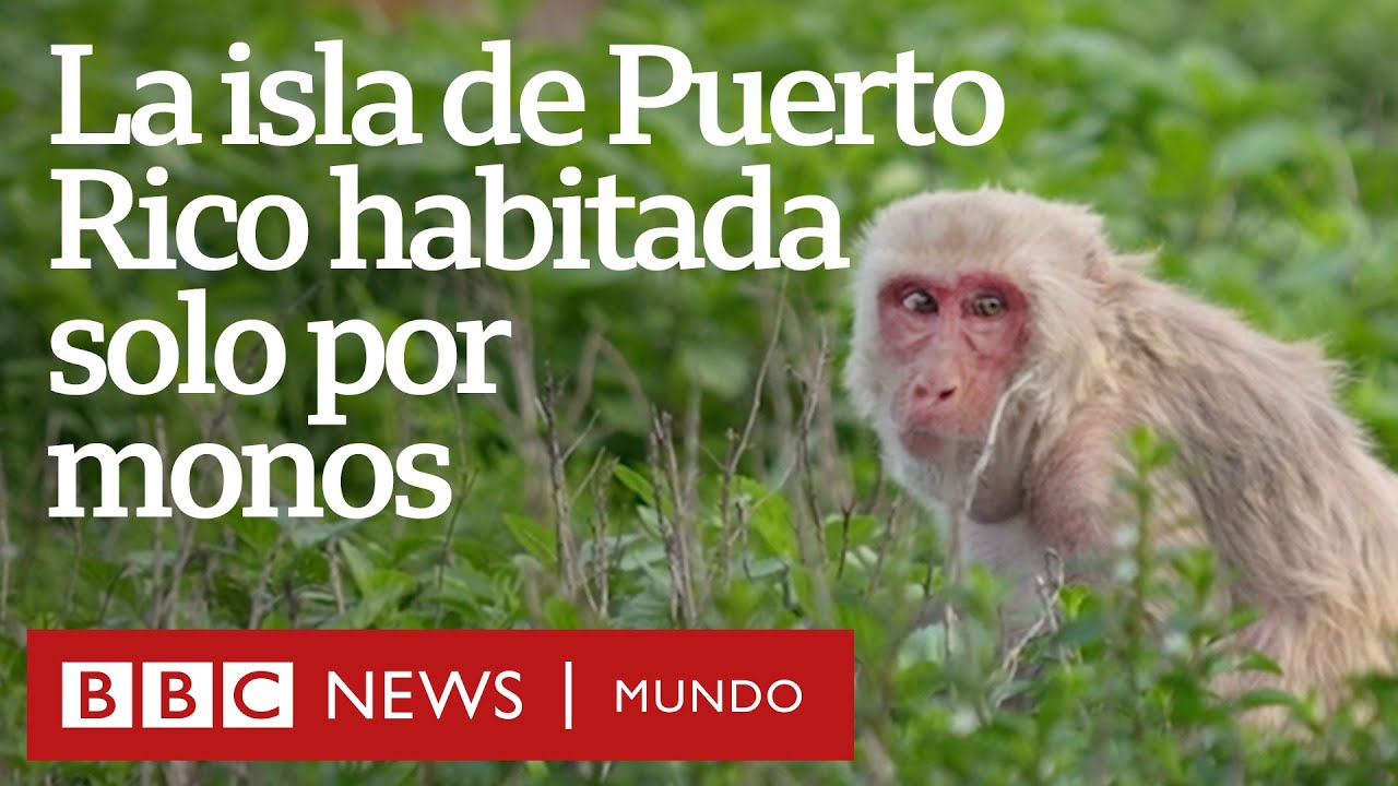 Cayo Santiago, la isla-laboratorio de Puerto Rico habitada solo por monos