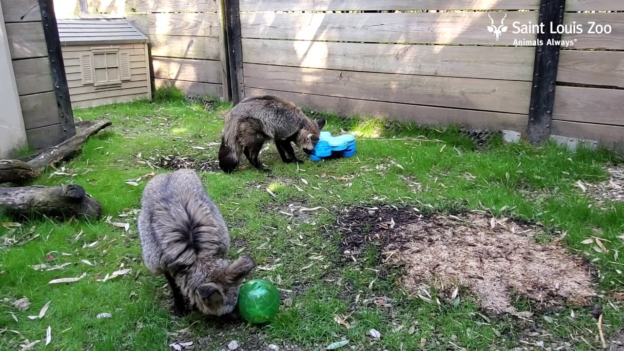 Bat-eared foxes at the Saint Louis Zoo