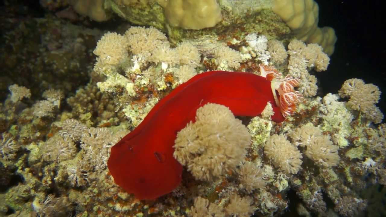 Nurkowanie Safaga maj 2013 Akwanauta HD