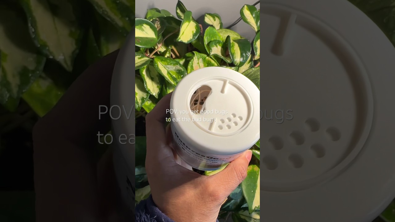 Using predatory insects for mealy bugs #plantcare #mealybugs #plantlovers