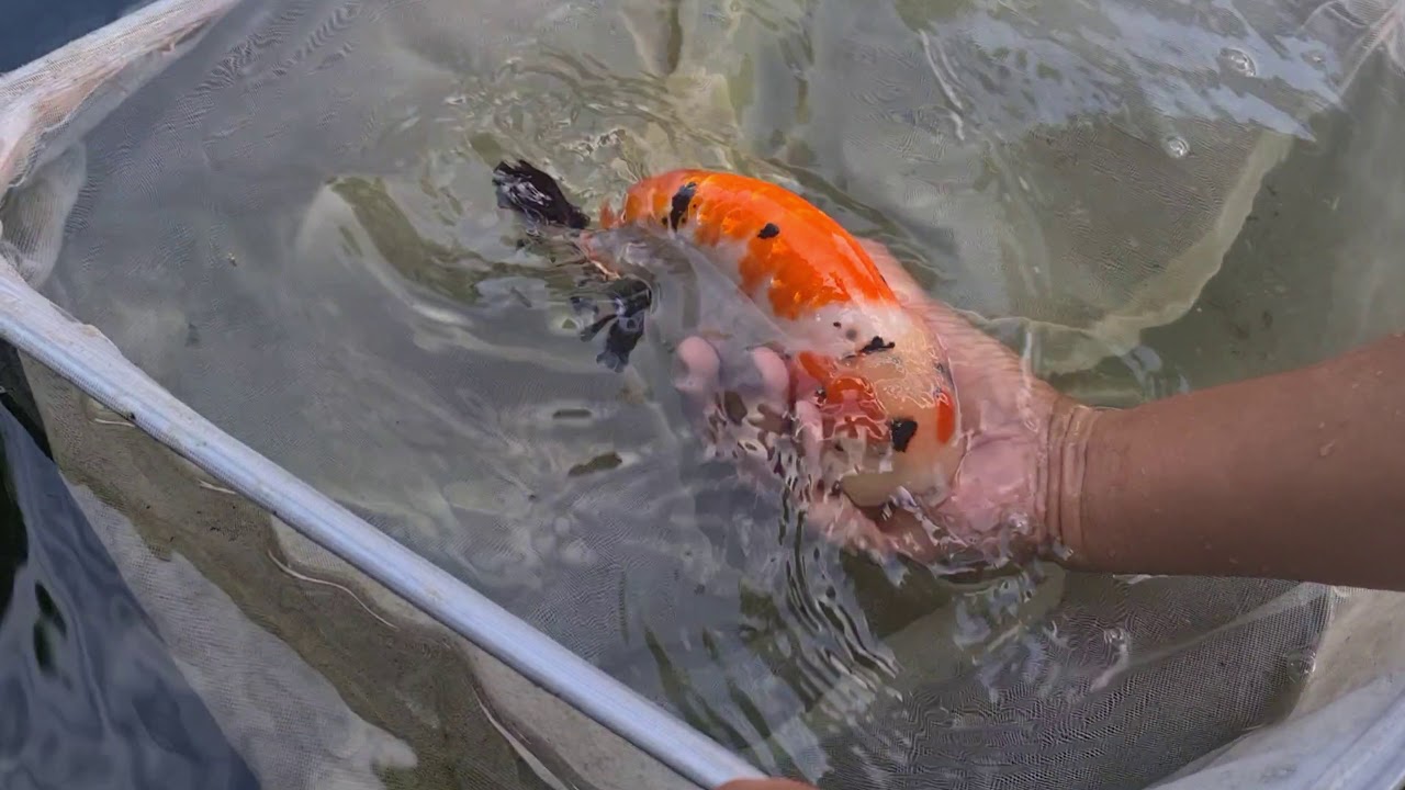 [ Happy Rookie ] ดูปลาทอง Rare item ของประเทศไทย คนเล่นปลาดูเลย ไม่เคยทำให้ผิดหวัง : noonmai channel