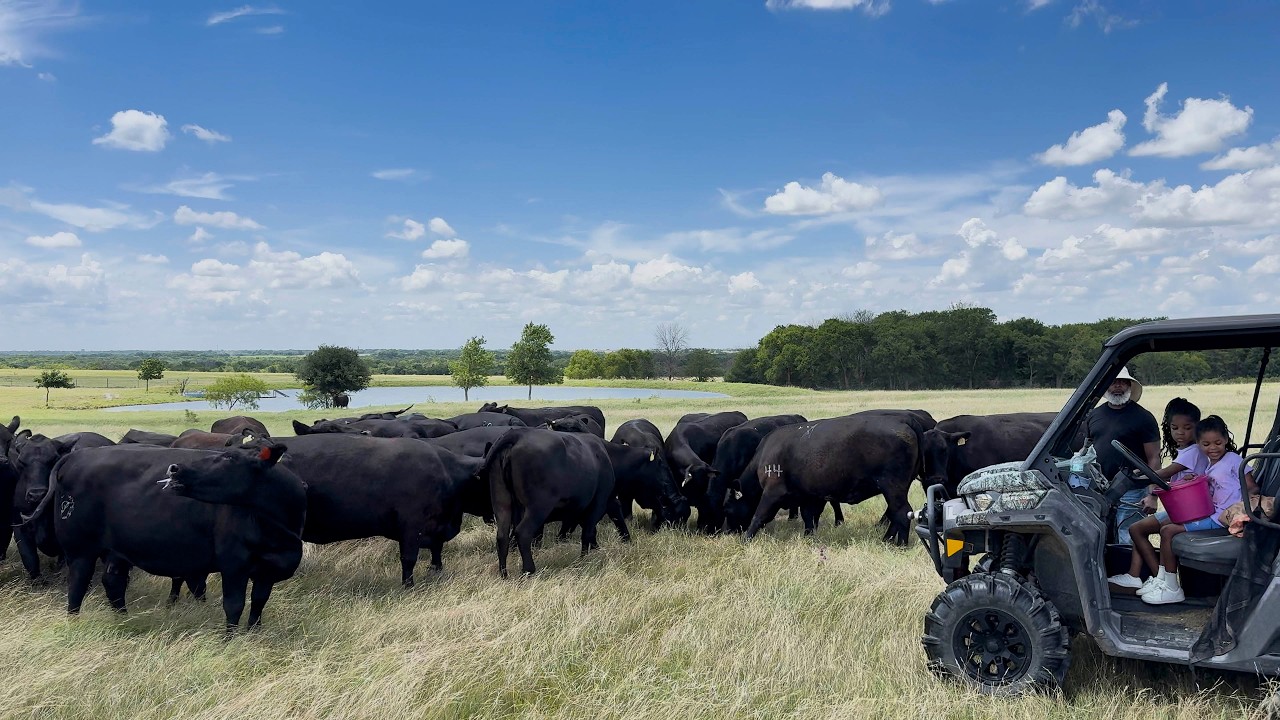 Family Surprise at the Ranch: Nieces Feed Cattle and Baldy Calf Born