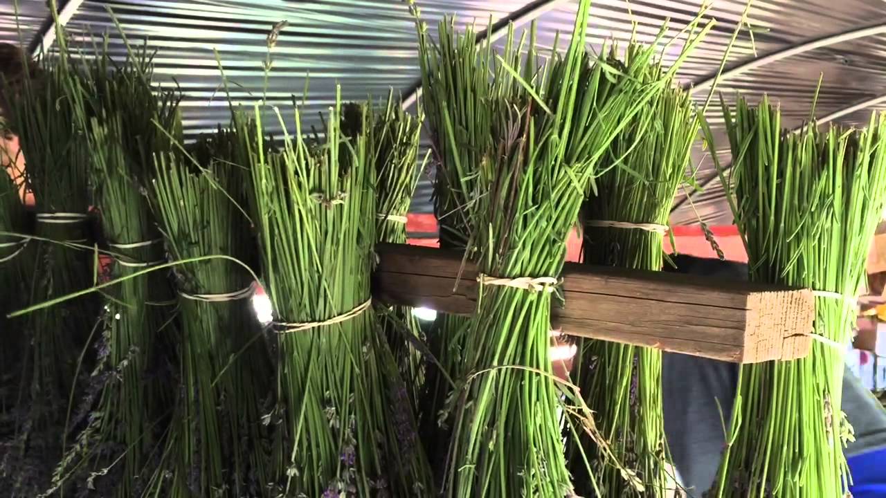 Lavender harvest