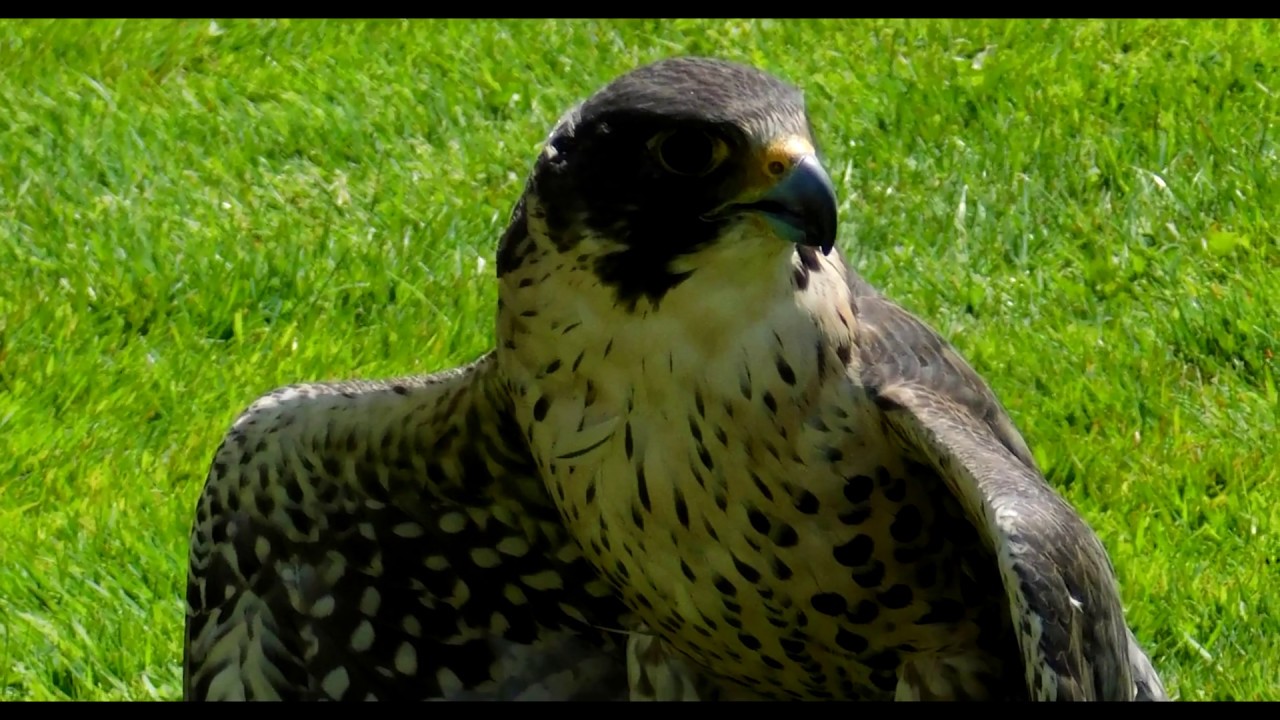 Fly High Majestic Eagle