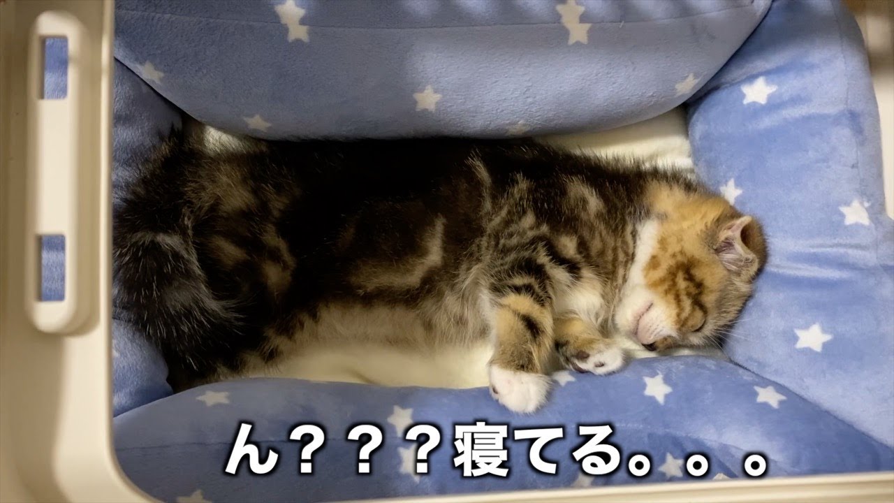 初めてお迎えした子猫の様子が思っていたのと違った件【スコティッシュフォールド】