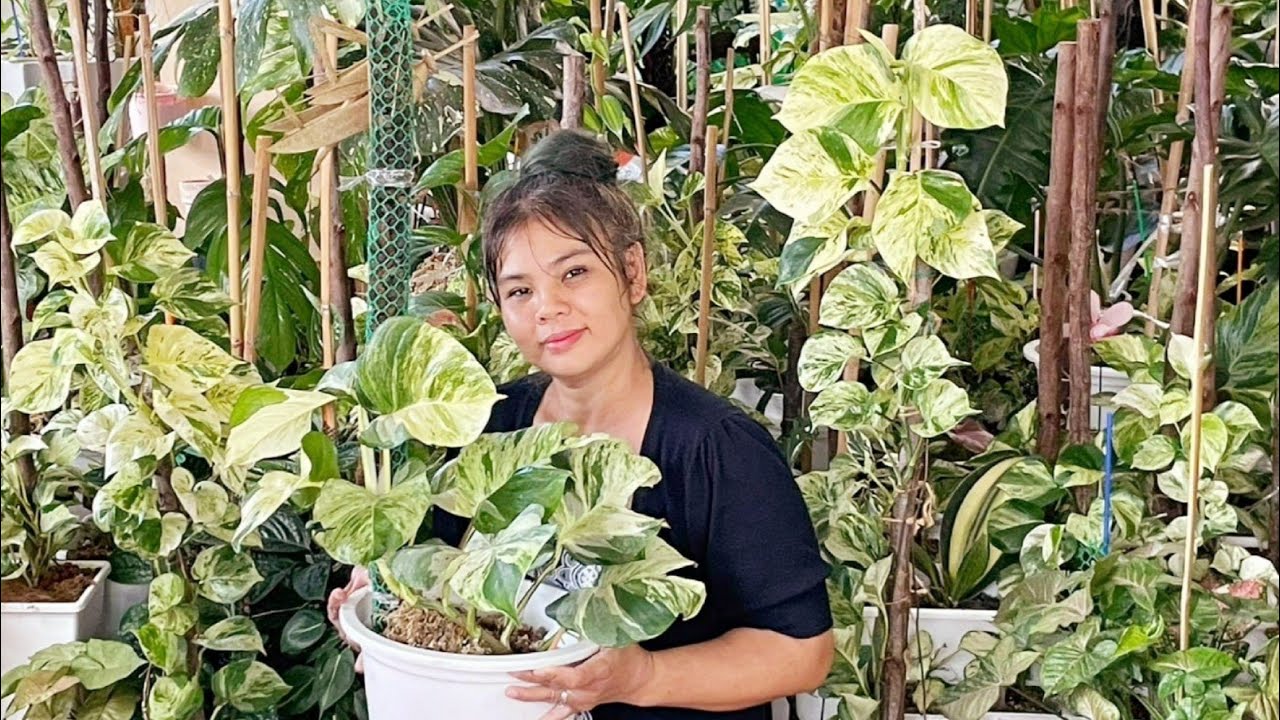พลูแอปเปิ้ล สูตรลับ พลูแอปเปิ้ลใบใหญ่ สูตรบำรุงต้นไม้ บอนสี ไม้ด่าง ไม้มงคล ไม้ใบ พลูแอปเปิ้ล ดูแล