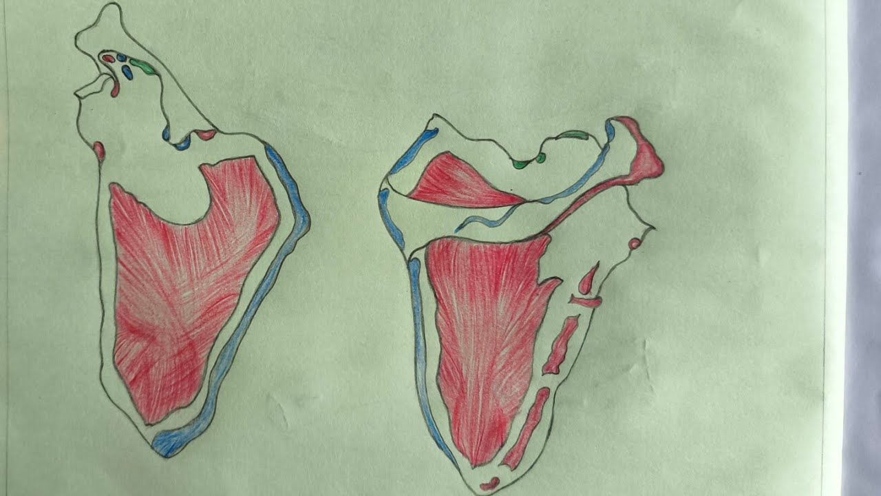 Drawing SCAPULA #scapuladrawing #drawing #humananatomy#anatomy #physiology @The_LefthandedArtist