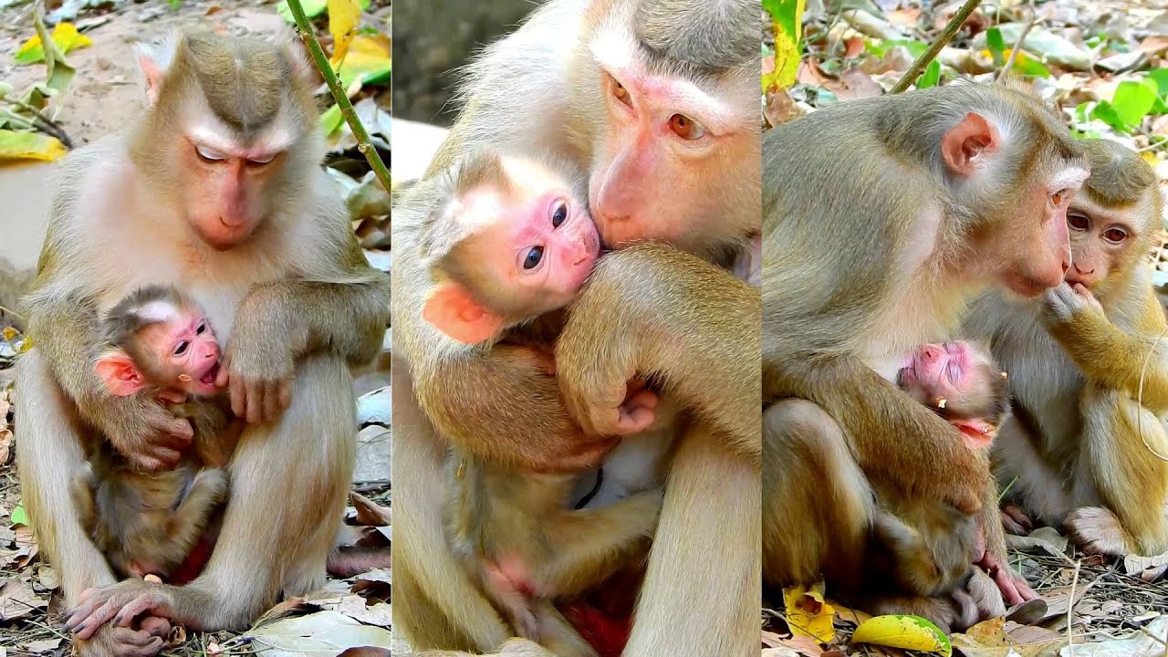 Congrats, Lauy just give a birth newborn baby boy looks healthy and cute, 01, Feb, 2026.