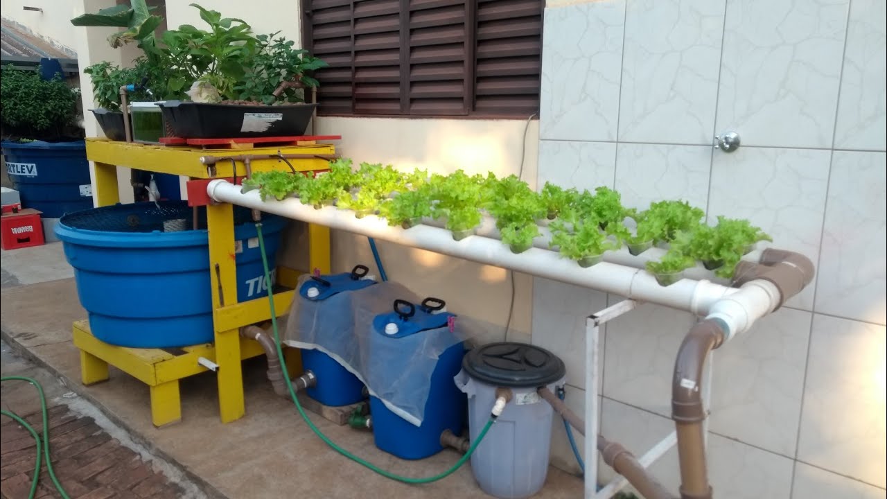 Aquaponia (Tilápias em caixa D'Água)