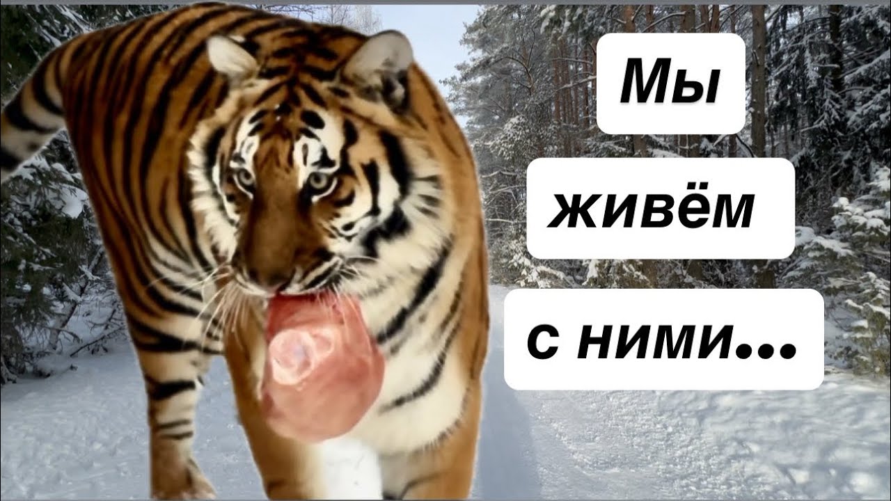 ❄️ Один зимний день в лесу  ❄️ One Winter Day in the Forest