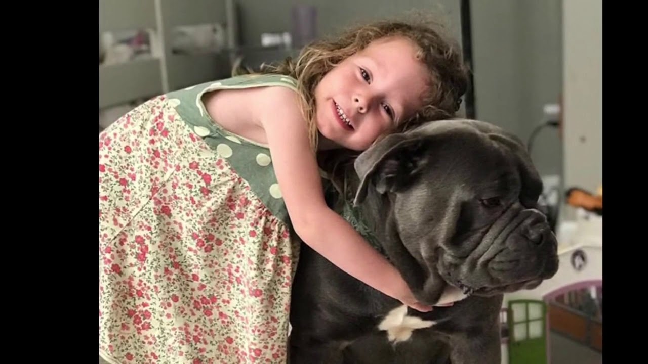 Pit Bulls Vs. Olde English Bulldogges