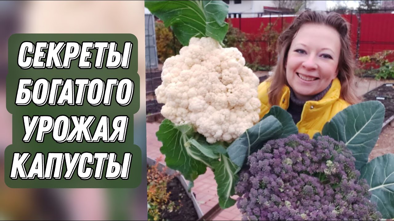 Почему Капуста Не Завязывается и Уходит в Цвет | Подкормка Капусты | Сад для души