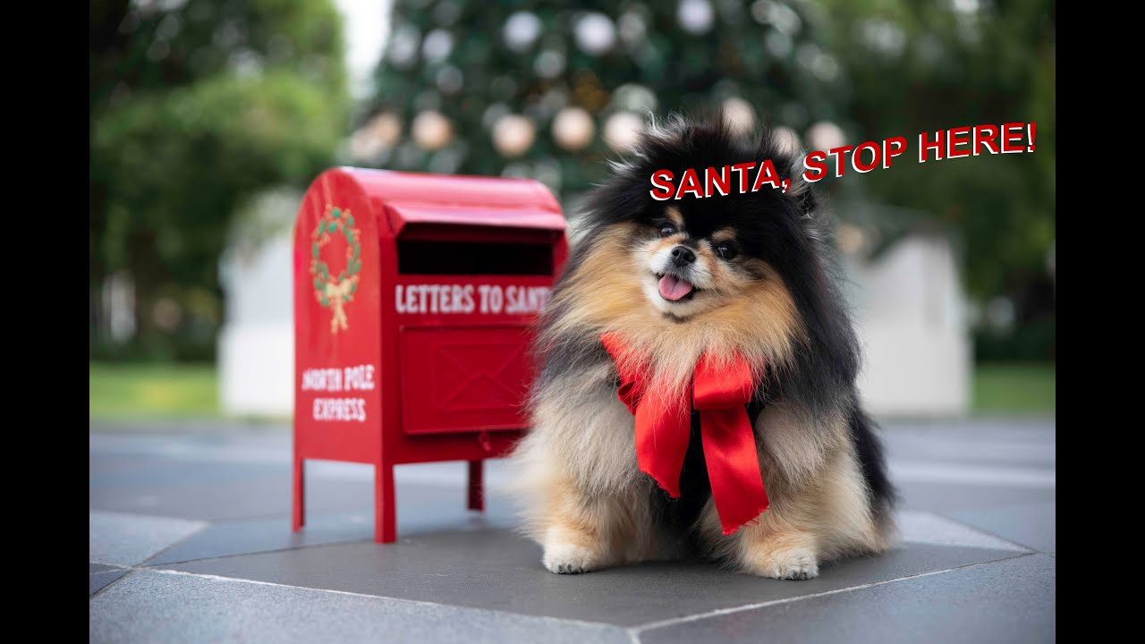 Waiting For Santa | Pomeranian Dog Gets Ready To See Santa