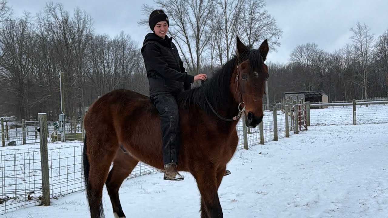 FLYING WINNER &ldquo;Winner&rdquo;- HTFAS 27yo Standardbred gelding 