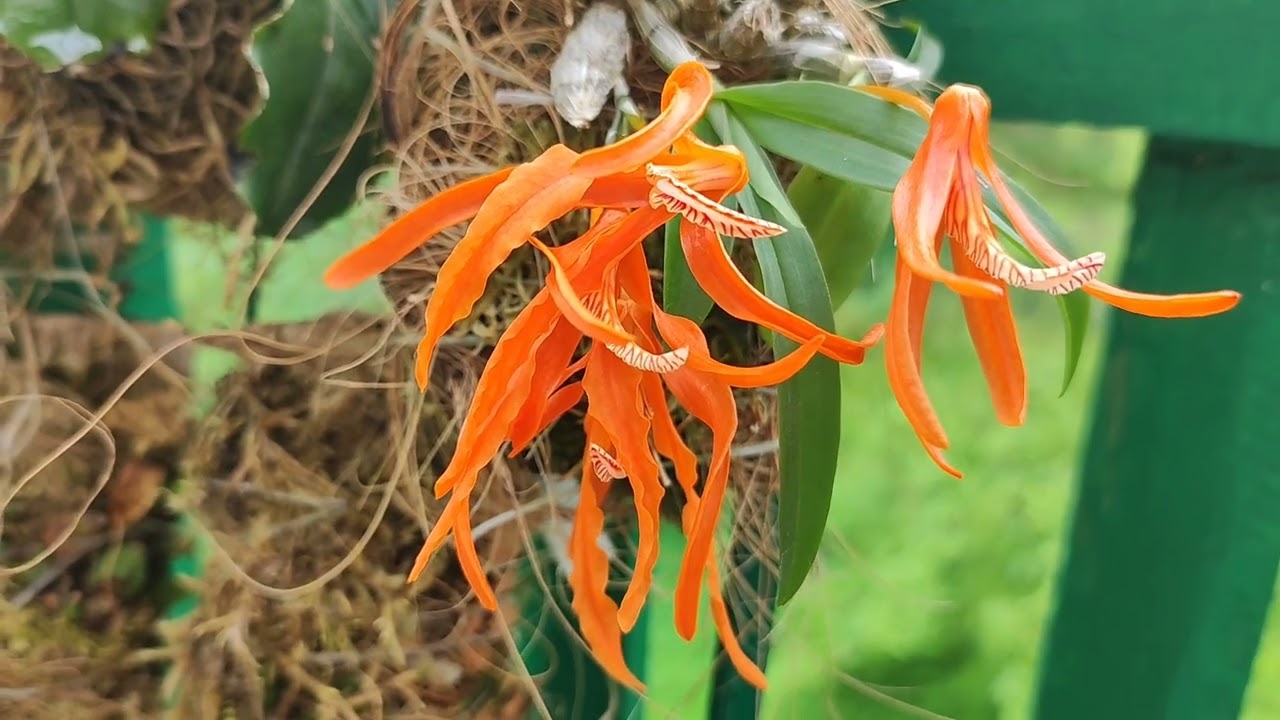 Dendrobium lamyaiae. First blooming. - Первое цветение