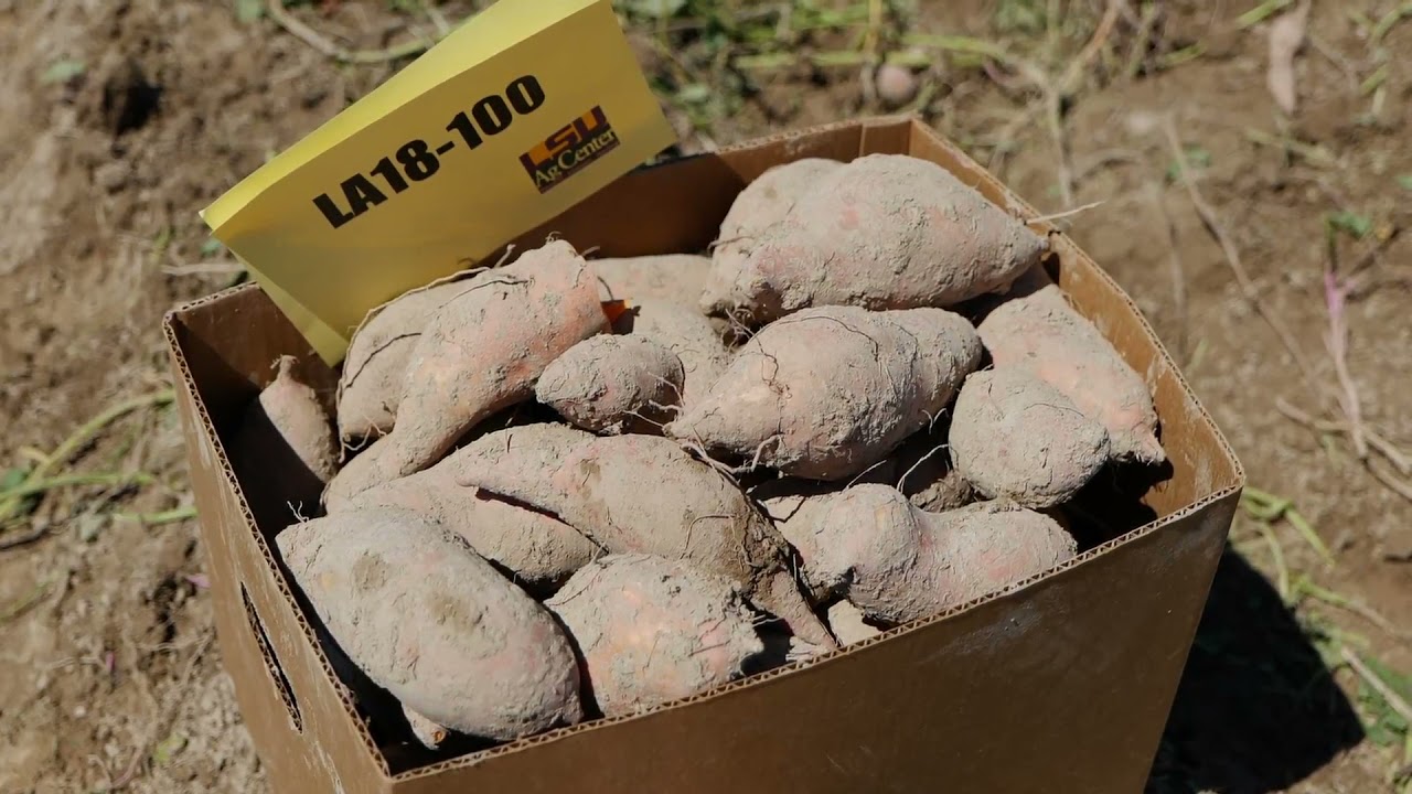 Sweet Potato Variety Development - Dr. Don La Bonte