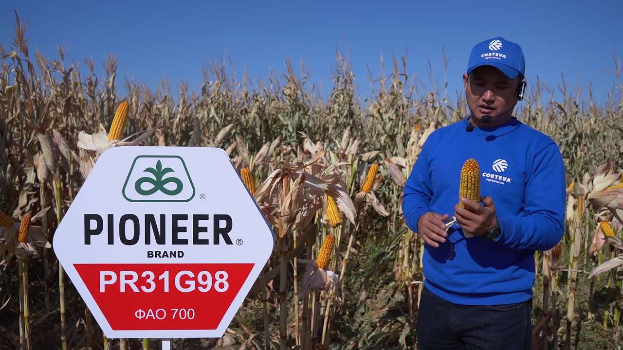 Демонстрационный посев гибридов кукурузы Pioneer / Pioneer жүгері будандарымен таныстыру