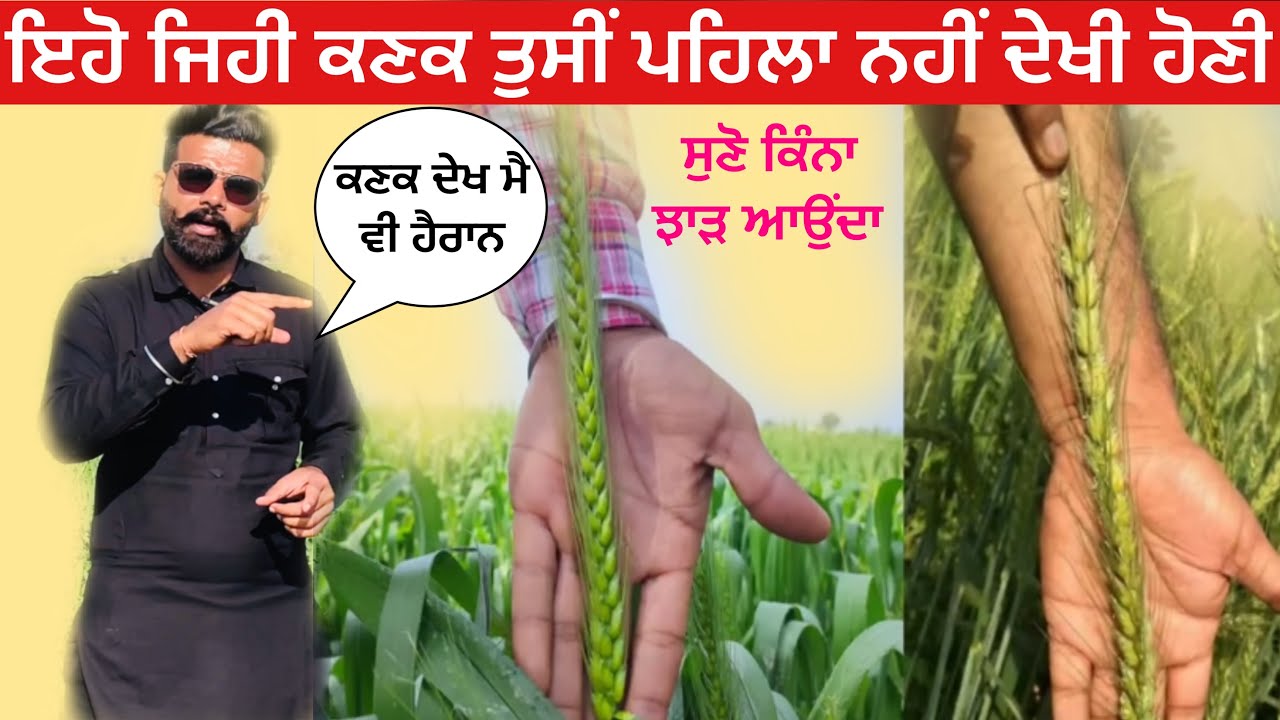 DBW 187 wheat review | ਆਜੋ ਦਿਖਾਵਾ ਜਿਮੀਦਾਰਾ ਦੇ ਦੇਖਣ ਵਾਲੀ ਚੀਜ