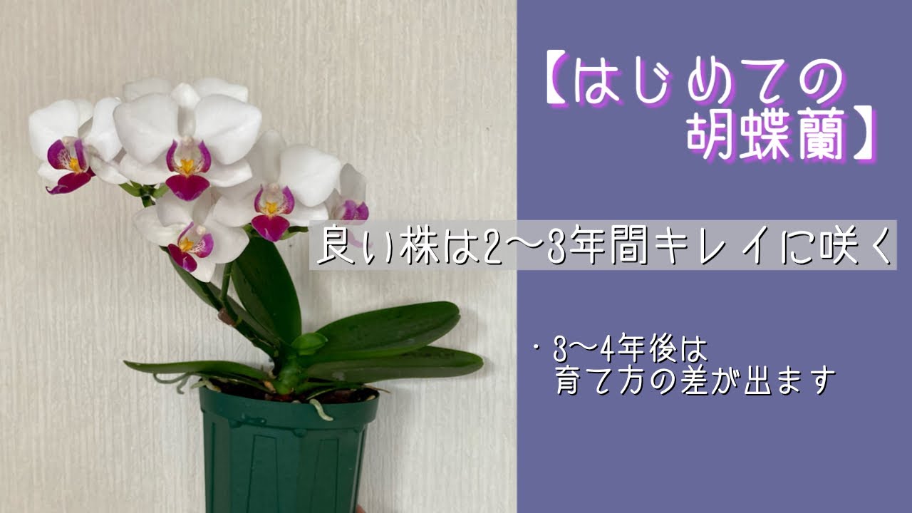 2022年9月13日　【はじめての胡蝶蘭】　良い株から始めると2~3年はキレイに咲きます←生産者さんのお陰です　３年目位になるとそれまでのお世話が良くも悪くも出てきます🪴　・パープルリップ