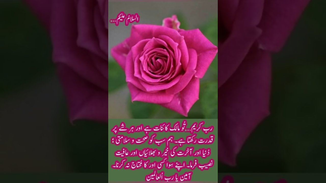 Good morning wishes/ good morning quites/subha ka salam/ Good morning messages#2023video