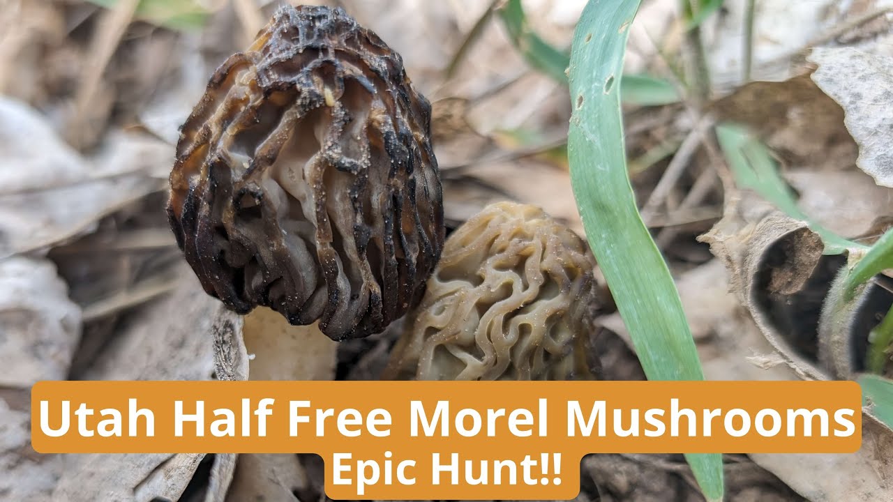 Utah Early Half Free Morels - Epic Hunt!!