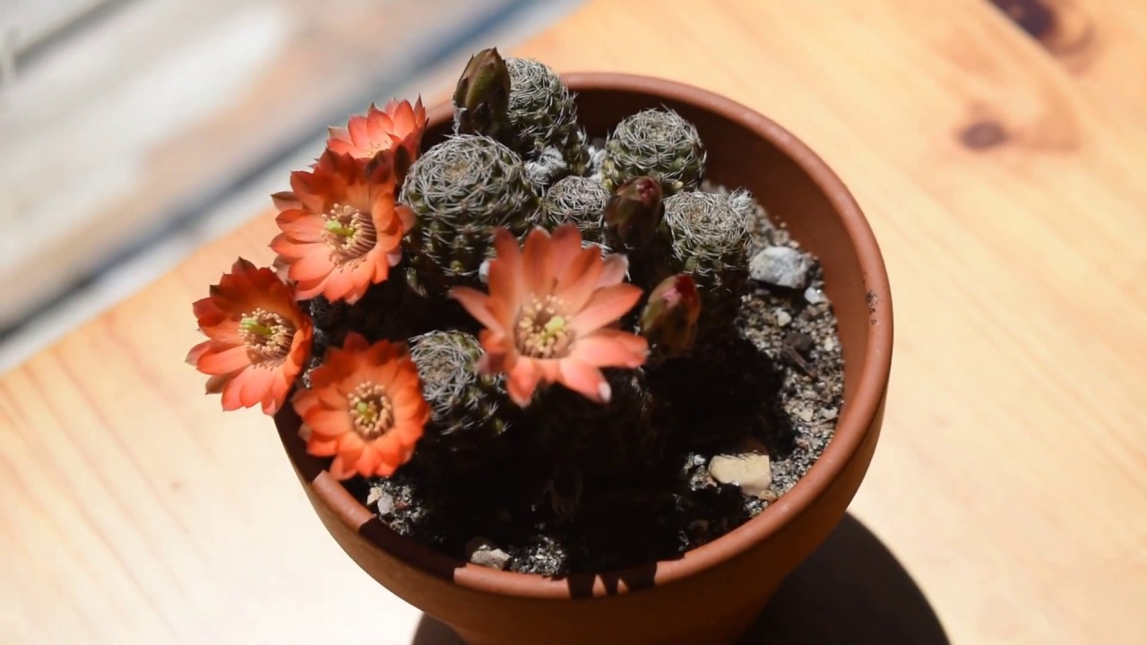 How I take care of cactus Mediolobivia (Rebutia)  haagei