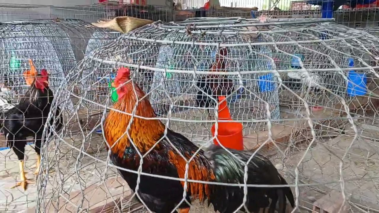 12.3.2026 .@7.08.38.37.70 ae xem tham khảo 