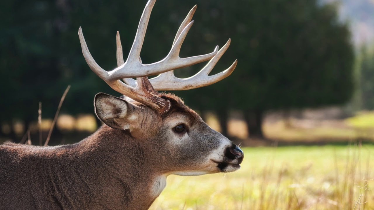 Deer population explosion, why the imbalance?