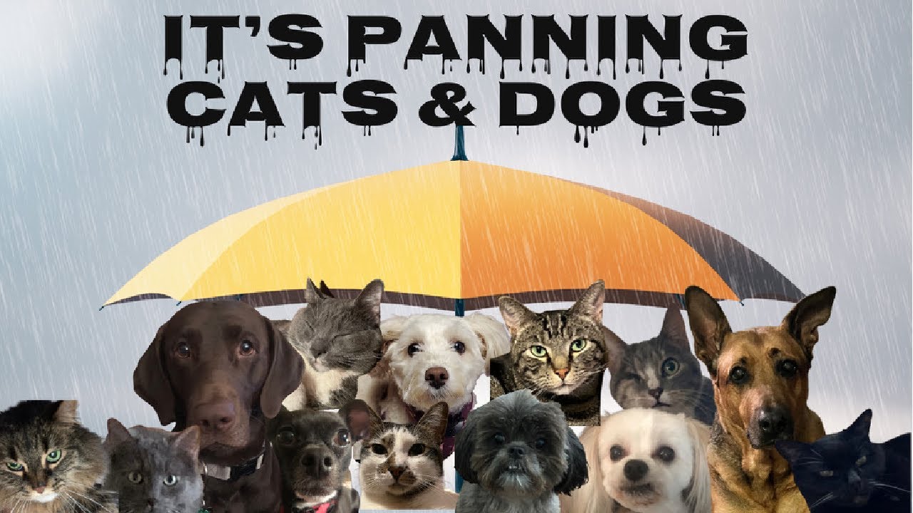 It's Panning Cats & Dogs project pan INTRO | October 2022 | #PanningPetsPP