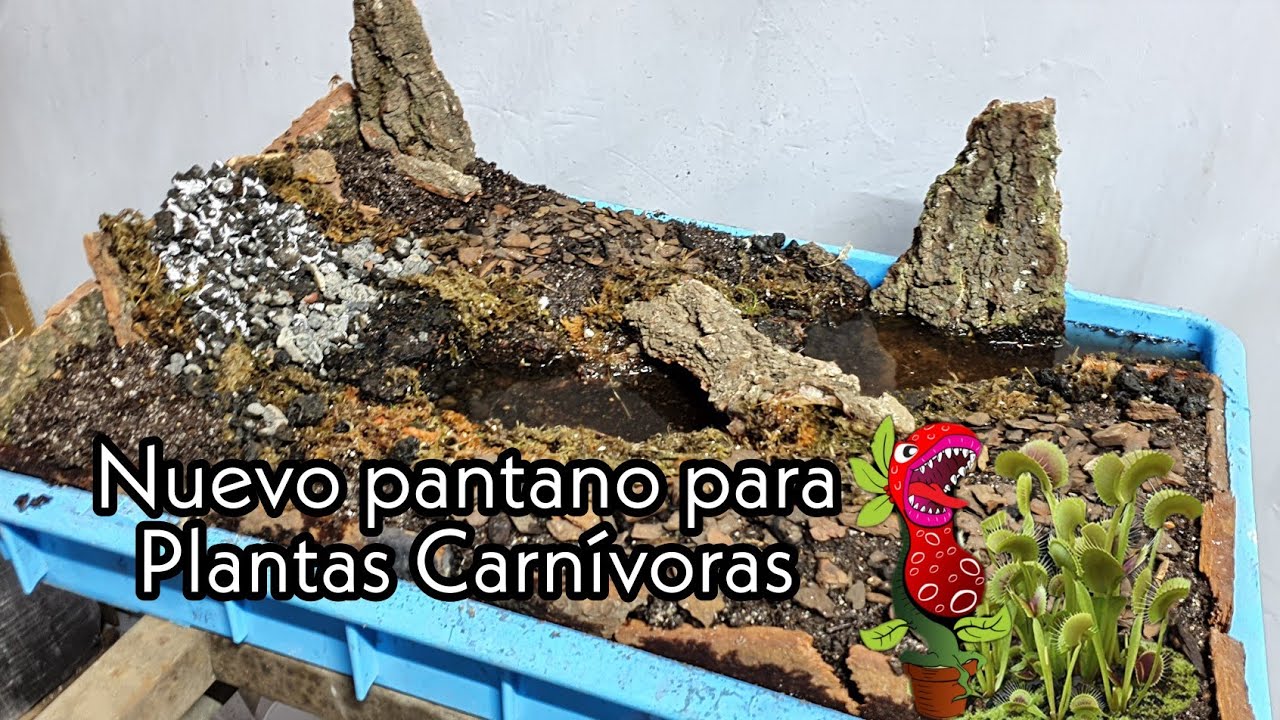 Plantas carnívoras - Nuevo pantano 2021