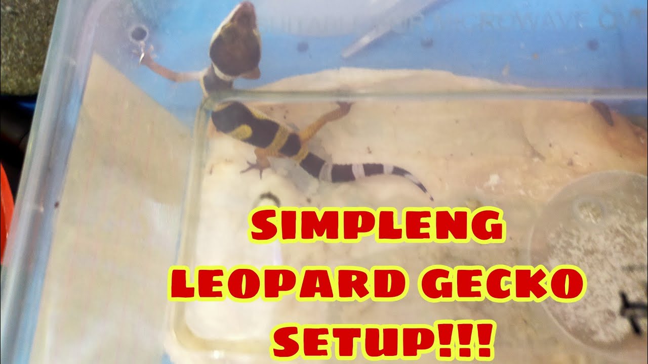 simpleng leopard gecko setup!!!