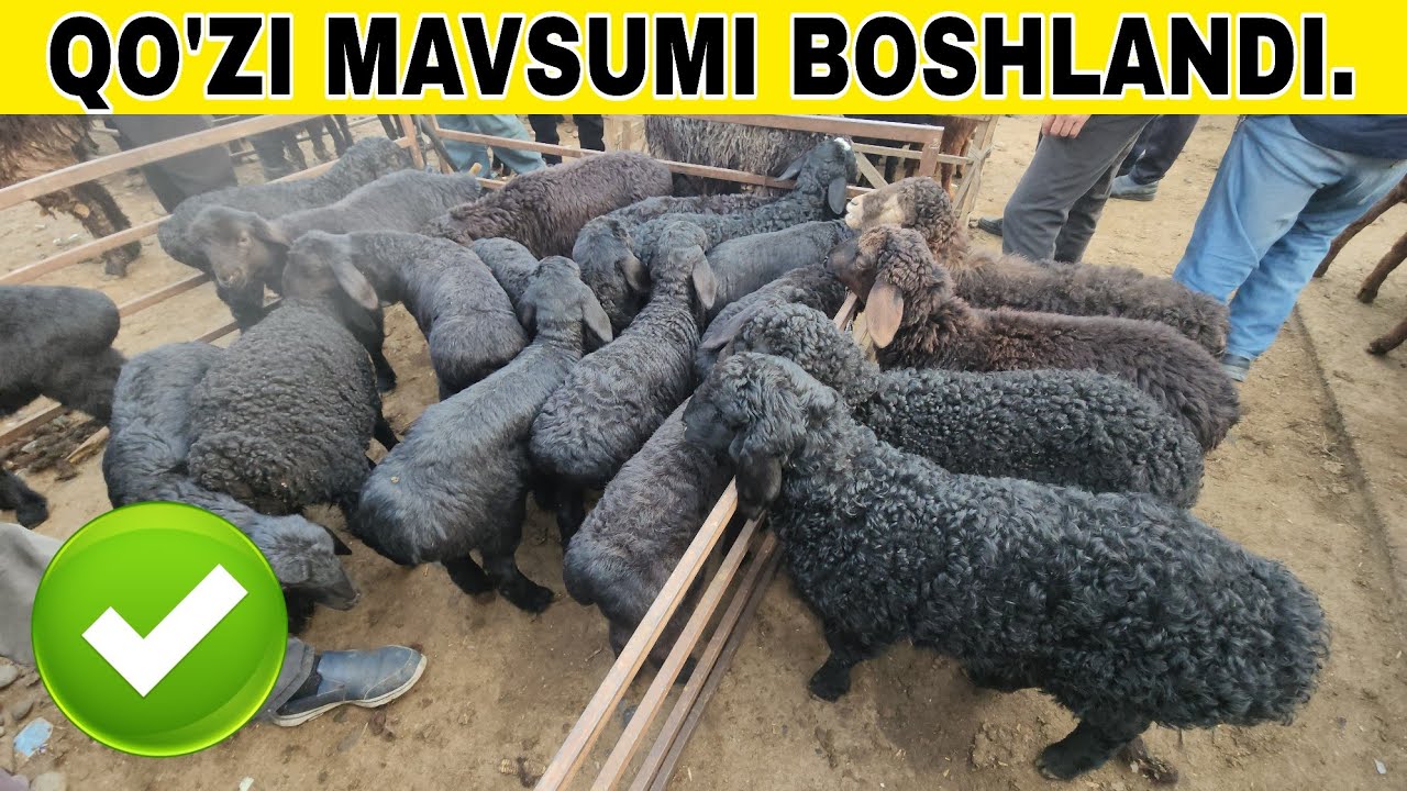 DO'RMANCHA QO'Y BOZORI NARXLARI 2026. 