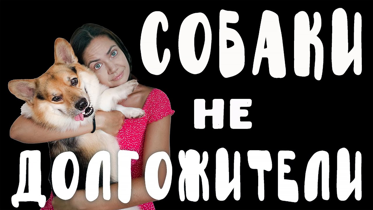 СКОЛЬКО ЖИВУТ СОБАКИ