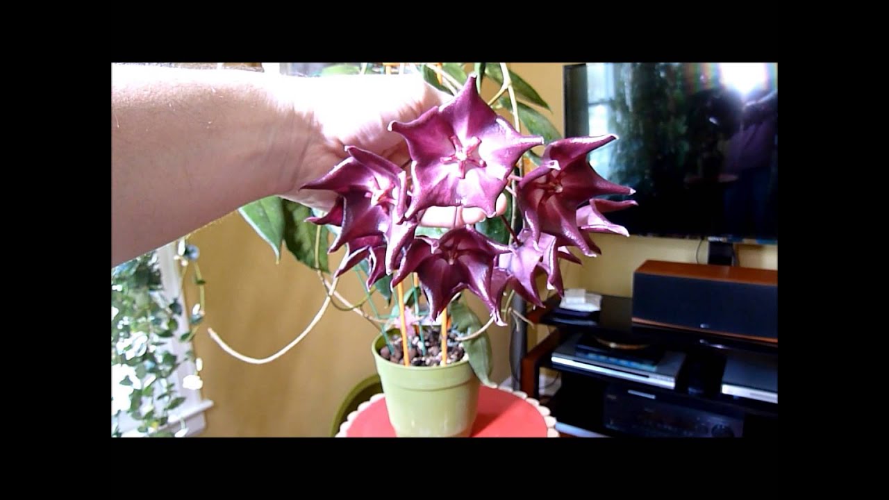 Hoya macgillivrayi 2015 or A Tale of Two Macgillivrayi