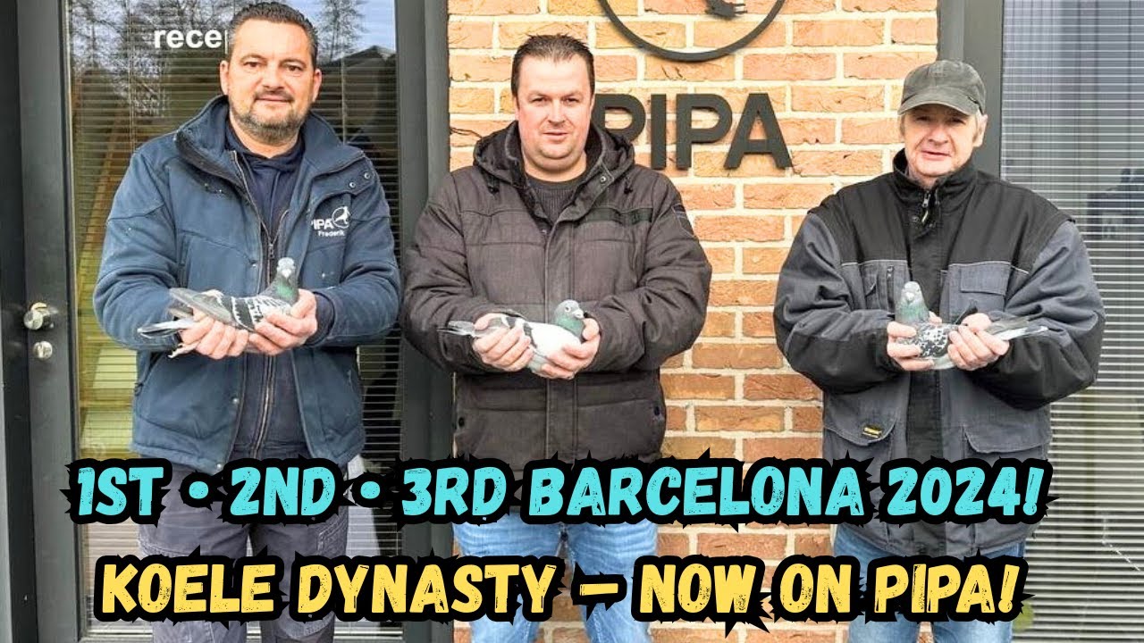 Tijmen & Willem Koele Racing Pigeons – 1st, 2nd & 3rd Int. Barcelona 2024 | PIPA Auction Highlights